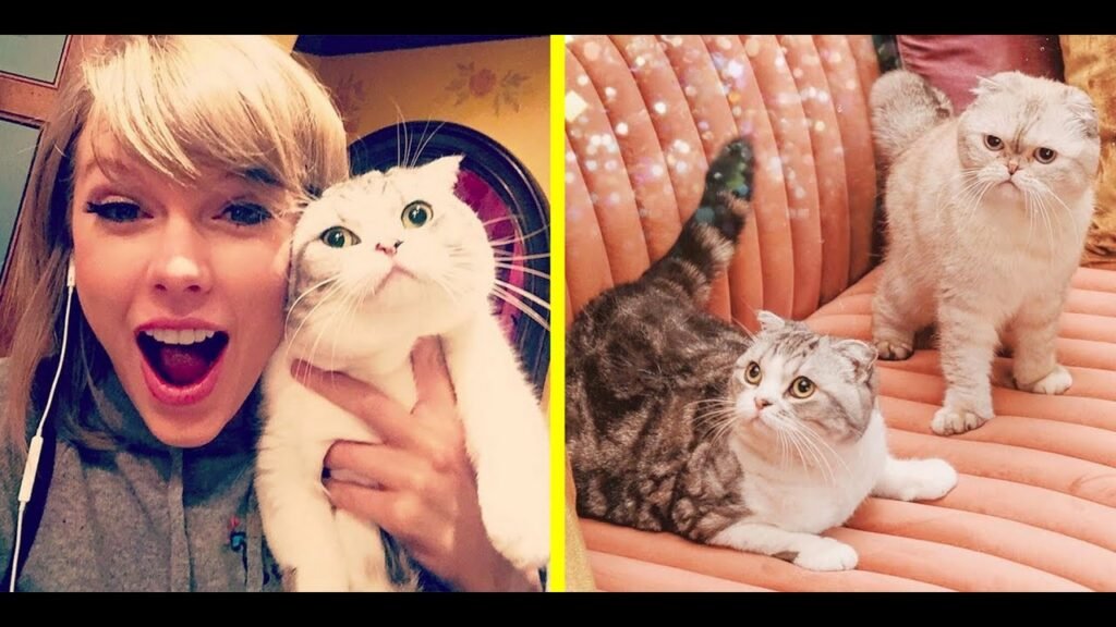 Taylor Swift's Cats: An Insight into Meredith Grey, Olivia Benson, and Benjamin Button